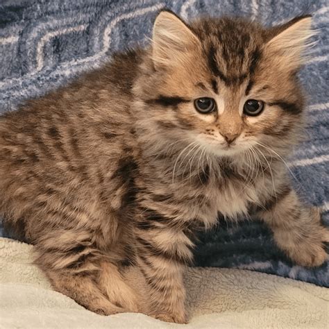Originating from the frigid landscapes of Siberia, these hardy cats have been charming the world for over a thousand years. . Kittens for sale seattle